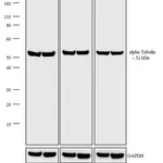 Thermo Fisher Scientific Goat anti-Rat IgG (H+L) Secondary Antibody, HRP