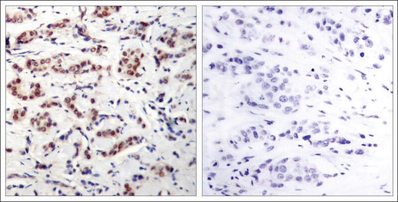 Merck Anti-phospho-STAT5A (pTyr694) antibody produced in rabbit