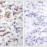 Merck Anti-phospho-STAT5A (pTyr694) antibody produced in rabbit