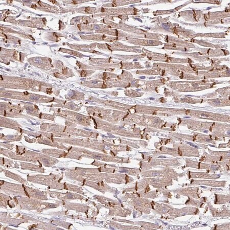 Merck Anti-JPH2 antibody produced in rabbit