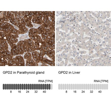 Merck Anti-GPD2 antibody produced in rabbit