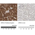 Merck Anti-GPD2 antibody produced in rabbit