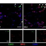 Thermo Fisher Scientific Donkey anti-Goat IgG (H+L) Cross-Adsorbed Secondary Antibody, Alexa Fluor 594
