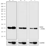 Thermo Fisher Scientific Goat anti-Mouse IgG (H+L) Secondary Antibody, HRP