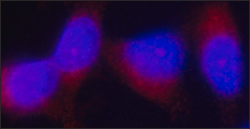 Merck Anti-Tensin 3 antibody, Mouse monoclonal