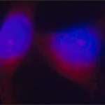 Merck Anti-Tensin 3 antibody, Mouse monoclonal