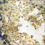 Merck Anti-phospho-VEGFR1 (pTyr1048) antibody produced in rabbit