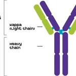 Merck MOUSE MYELOMA PROTEIN-IGG2A, KAPPA-(UPC&