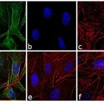 Thermo Fisher Scientific F(ab`)2-Donkey anti-Rat IgG (H+L) Highly Cross-Adsorbed Secondary Antibody, FITC