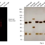 Thermo Fisher Scientific F(ab`)2-Goat anti-Rabbit IgG (H+L) Cross-Adsorbed Secondary Antibody, Alexa Fluor 594
