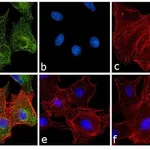 Thermo Fisher Scientific Goat anti-Rat IgG Fc Secondary Antibody, FITC