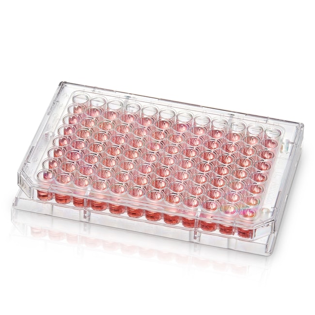Thermo Fisher Scientific 96 Well Conical (V) Bottom Plate, Non-Treated Surface, Pack of 1