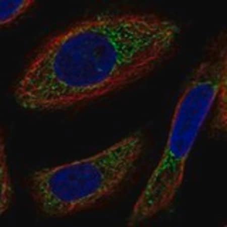 Merck Anti-NYAP2 antibody produced in rabbit