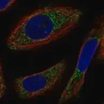 Merck Anti-NYAP2 antibody produced in rabbit
