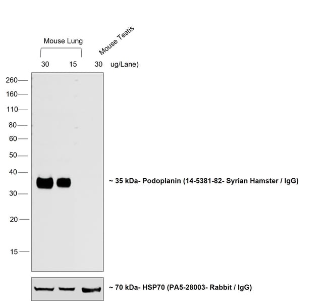 Thermo Fisher Scientific Rabbit anti-Syrian Hamster IgG (H+L) Cross-Adsorbed Secondary Antibody, Biotin