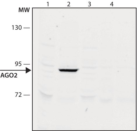 Merck Anti-AGO2 antibody, Mouse monoclonal