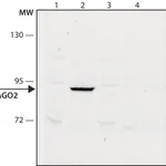 Merck Anti-AGO2 antibody, Mouse monoclonal
