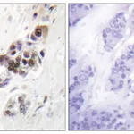 Merck Anti-p53 antibody produced in rabbit