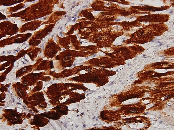 Merck Monoclonal Anti-TNNC1 antibody produced in mouse