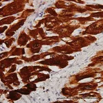 Merck Monoclonal Anti-TNNC1 antibody produced in mouse