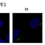 Thermo Fisher Scientific Goat anti-Mouse IgG (H+L) Cross-Adsorbed Secondary Antibody, Alexa Fluor 546
