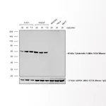 Thermo Fisher Scientific Goat anti-Mouse IgG1 Cross-Adsorbed Secondary Antibody, Biotin-XX