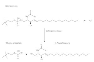 Merck SPHINGOMYELINASE FROM BACILLUS CEREUS