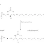 Merck SPHINGOMYELINASE FROM BACILLUS CEREUS