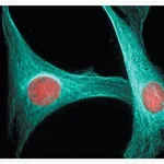 Thermo Fisher Scientific Goat anti-Mouse IgG (H+L) Cross-Adsorbed Secondary Antibody, Alexa Fluor 405