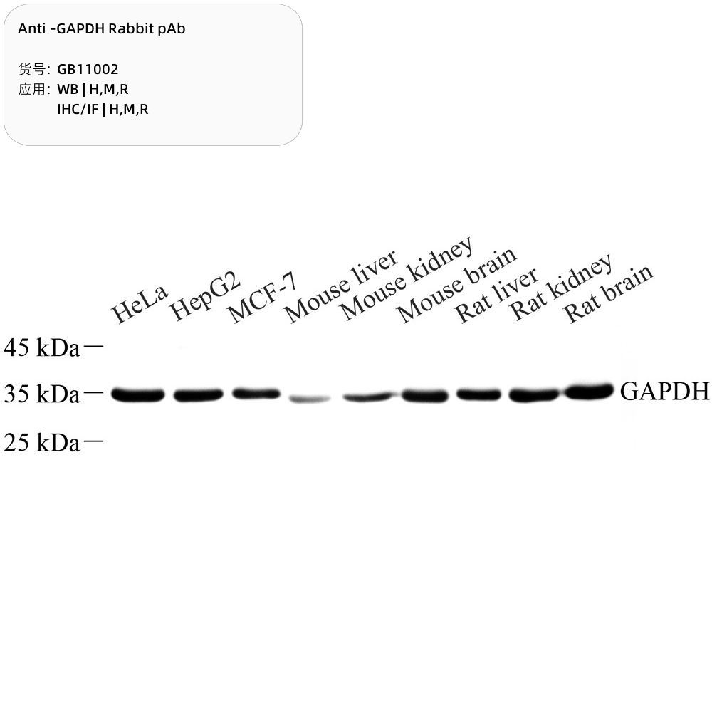 Servicebio Anti -GAPDH Rabbit pAb