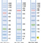 Merck BLUEYE PRESTAINED PROTEIN LADDER