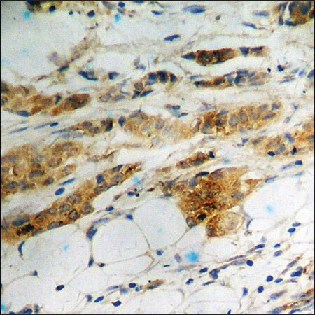 Merck Anti-phospho-eIF2 alpha (pSer51) antibody produced in rabbit