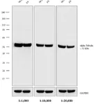 Thermo Fisher Scientific Donkey anti-Rat IgG (H+L) Secondary Antibody, AP
