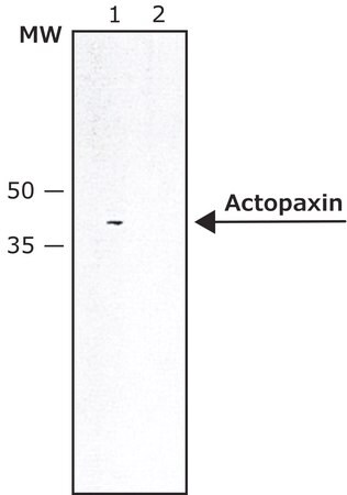 Merck Anti-Actopaxin antibody produced in rabbit
