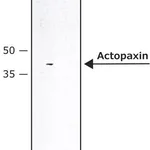 Merck Anti-Actopaxin antibody produced in rabbit