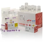 Thermo Fisher Scientific TOPO TA Cloning Kit, with pCR2.1-TOPO, One Shot TOP10 Chemically Competent E. coli, and PureLink Quick Plasmid Miniprep Kit