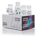 Thermo Fisher Scientific Click-iT HPG Alexa Fluor 594 Protein Synthesis Assay Kit