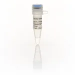 Thermo Fisher Scientific pJET1.2 Forward Sequencing Primer, 23-mer