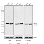 Thermo Fisher Scientific Chicken anti-Rabbit IgG (H+L) Secondary Antibody, HRP