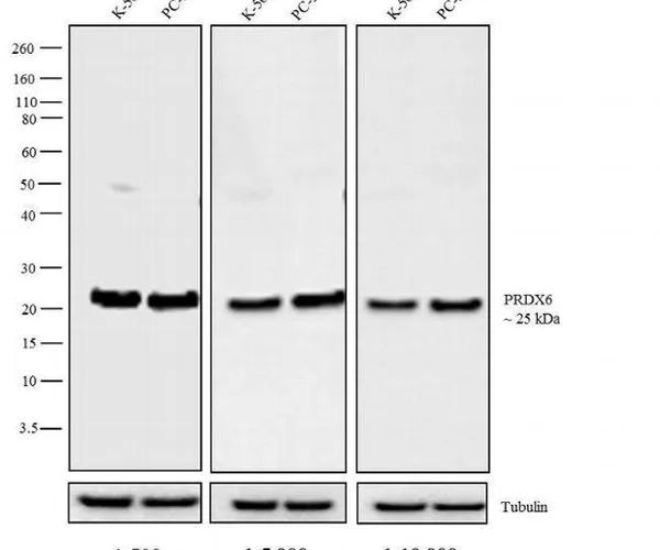 Thermo Fisher Scientific Chicken anti-Rabbit IgG (H+L) Secondary Antibody, HRP