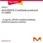 Merck Anti-ROCK-2 antibody produced in rabbit