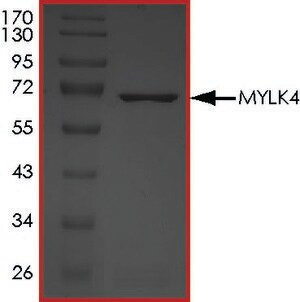 Merck MYLK4, ACTIVE