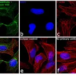 Thermo Fisher Scientific F(ab`)2-Goat anti-Mouse IgG (H+L) Cross-Adsorbed Secondary Antibody, Alexa Fluor 488