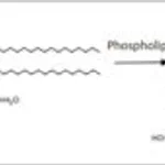 Merck PHOSPHOLIPASE C TYPE III FROM B. CEREUS