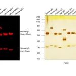Thermo Fisher Scientific Goat anti-Mouse IgG (H+L) Highly Cross-Adsorbed Secondary Antibody, Alexa Fluor Plus 647