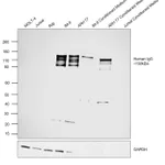 Thermo Fisher Scientific F(ab`)2-Goat anti-Human IgG (H+L) Secondary Antibody, HRP