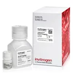 Thermo Fisher Scientific Cells-to-CT Bulk RT Reagents