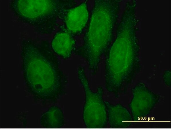 Merck Monoclonal Anti-RAB3A antibody produced in mouse