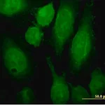 Merck Monoclonal Anti-RAB3A antibody produced in mouse