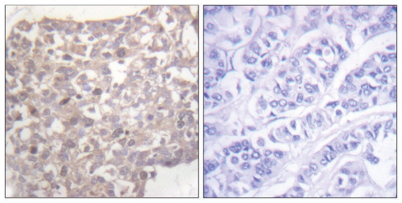 Merck Anti-Tubulin gamma, C-Terminal antibody produced in rabbit